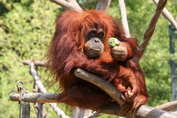Орангутанг Фоне Ветки Крупным Планом — стоковое фото