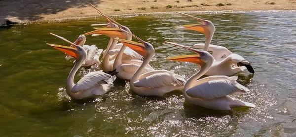 Pelicani Apă — Fotografie, imagine de stoc