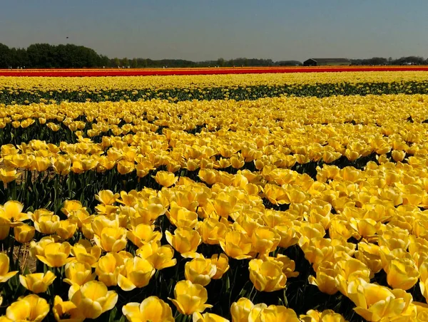 Belles Tulipes Colorées Dans Jardin — Photo