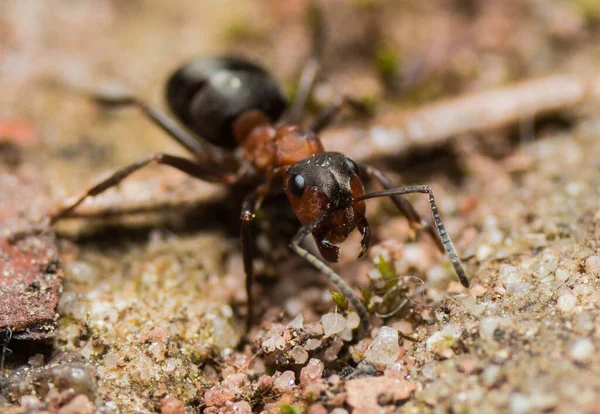 Closeup Shot Black White Ant — Stock Photo, Image