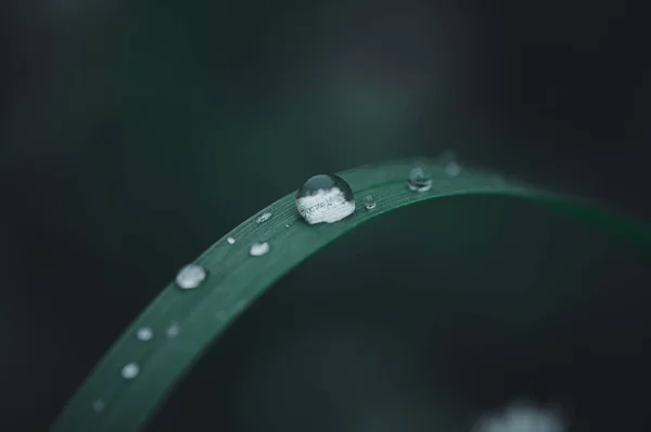 Love Environment Water Droplets Leaves — Stock Photo, Image