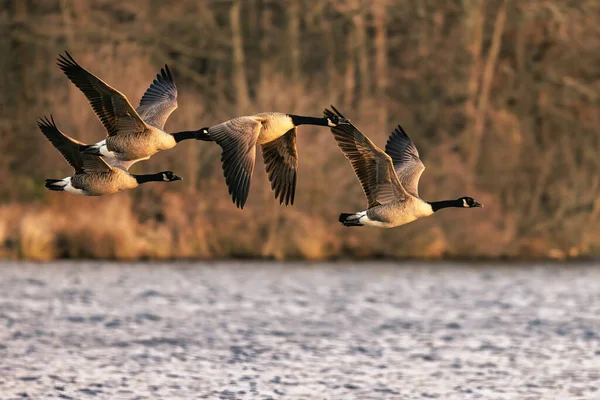 Gansos Canada Volando Agua — Foto de Stock