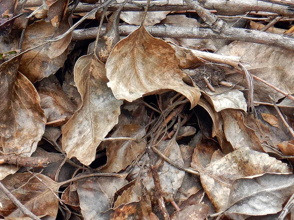 Сухие Листья Земле — стоковое фото