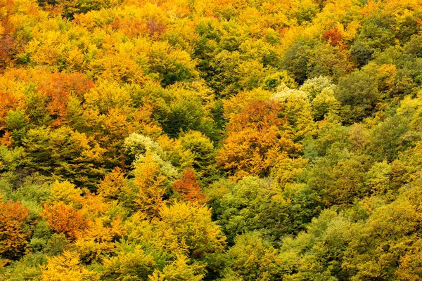 カラフルな木々が広がる秋の風景 — ストック写真