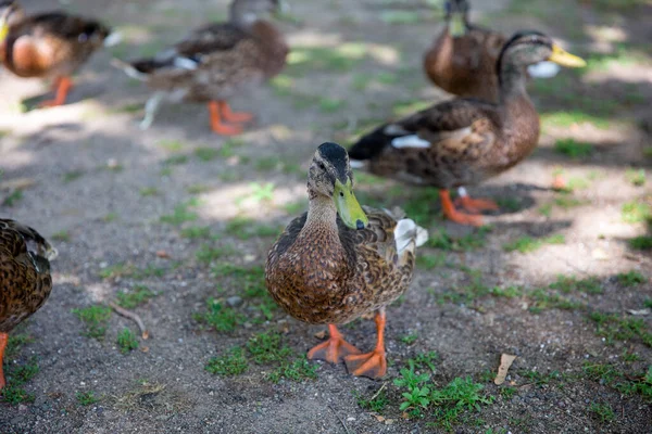 Group Ducks Grass — Stock Photo, Image