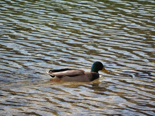 Ente Wasser — Stockfoto