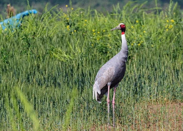 Sarus Crane Dans Champ Blé Recherche Son Partenaire Suivre — Photo