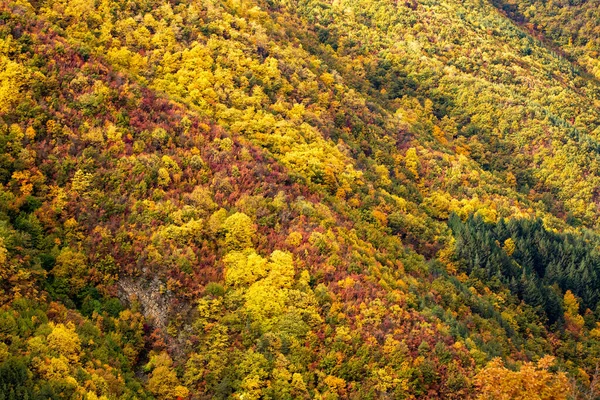 Herbstlandschaft Mit Bunten Bäumen Und Blättern — Stockfoto