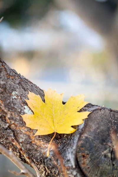 Jesienny Liść Lesie — Zdjęcie stockowe