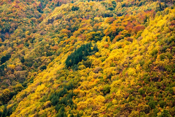 Outono Paisagem Com Folhas Coloridas — Fotografia de Stock