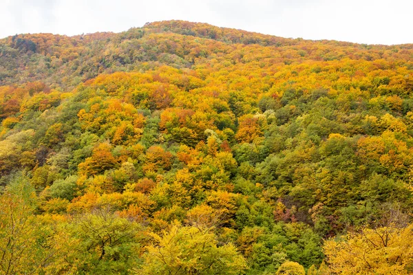 Herfst Landschap Met Kleurrijke Bomen Bladeren — Stockfoto