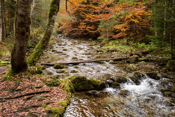 Nádherný Podzimní Les Stromy Skalami — Stock fotografie