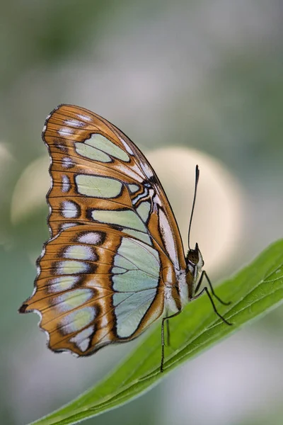 Bela Borboleta Uma Flor — Fotografia de Stock