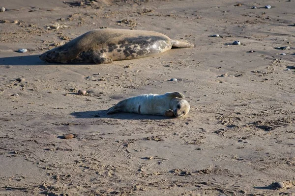 Eine Robbe Strand — Stockfoto