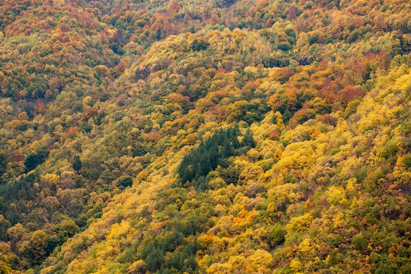 Jesienny Krajobraz Kolorowymi Drzewami Liśćmi — Zdjęcie stockowe