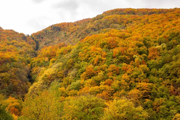 Podzimní Krajina Barevnými Stromy Listy — Stock fotografie