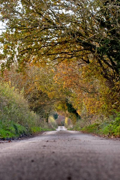 Strada Nel Bosco — Foto Stock