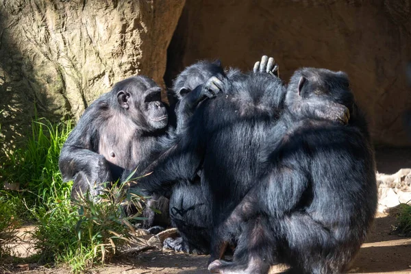 Egy Közeli Kép Egy Dühös Gorilláról Aki Egy Sziklán — Stock Fotó