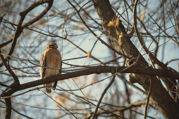 Schöne Aufnahme Eines Vogels Natürlichem Lebensraum — Stockfoto