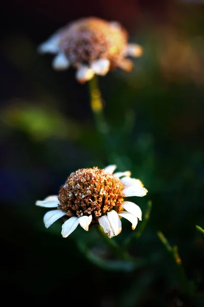 Mooie Bloemen Tuin — Stockfoto