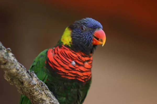 Nahaufnahme Eines Vogels — Stockfoto