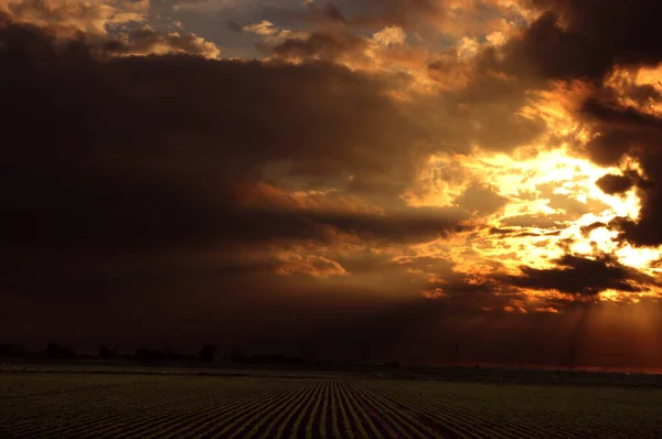 Magnifique Coucher Soleil Sur Champ — Photo