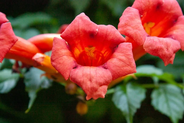 Piękne Kolorowe Kwiaty Rosnące Ogrodzie — Zdjęcie stockowe