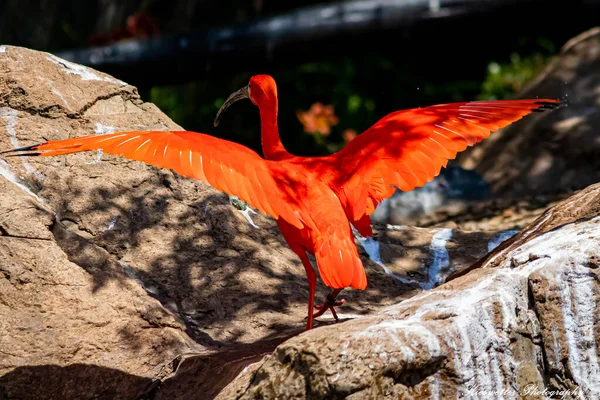 Primer Plano Hermoso Pájaro —  Fotos de Stock