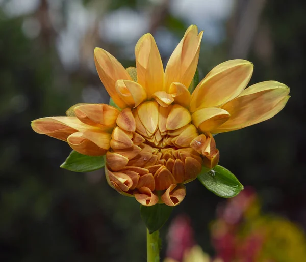 Mooie Gele Bloem Tuin — Stockfoto