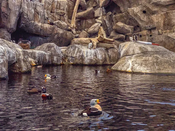 Small Pond Geese Seward Alaska United States —  Fotos de Stock