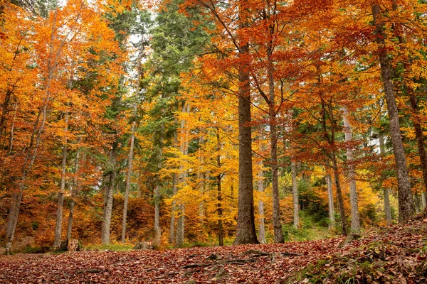 色とりどりの木がある秋の森 — ストック写真