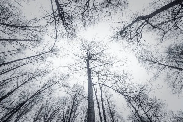 Paisagem Inverno Com Árvores Neve — Fotografia de Stock