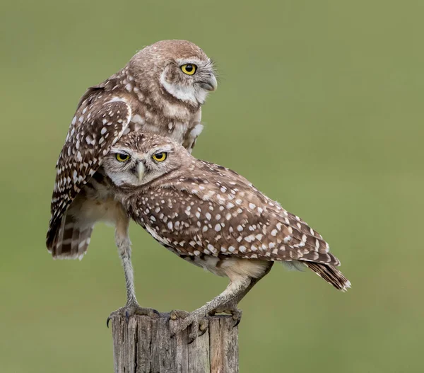 Close Beautiful Owls — Stock Photo, Image
