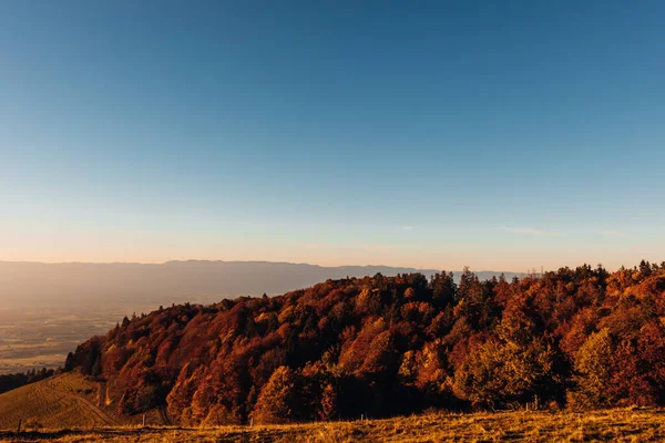 Krásná Krajina Stromy Modrá Obloha — Stock fotografie