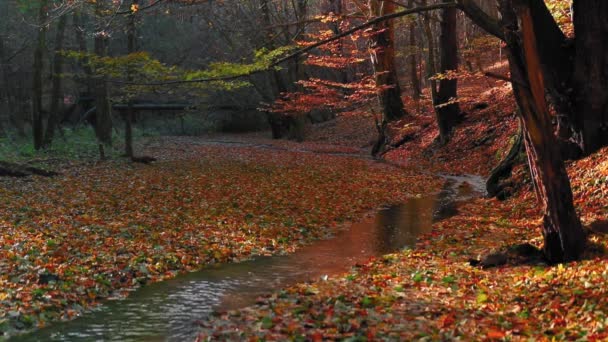 小川のある美しい秋の森 — ストック動画
