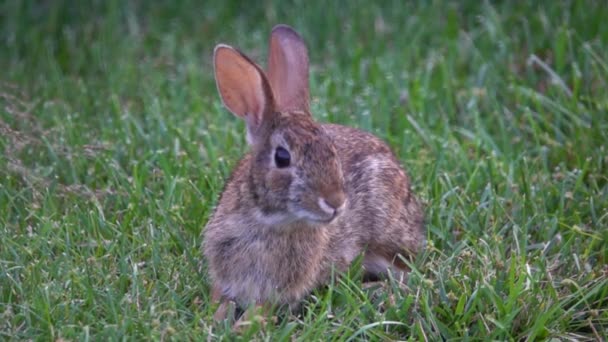 Cute Little Hare Field — Stock video