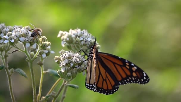 Close View Beautiful Butterfly Sitting Flower — Vídeo de Stock