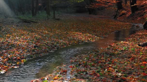 Beautiful Autumn Forest Stream — Stok video