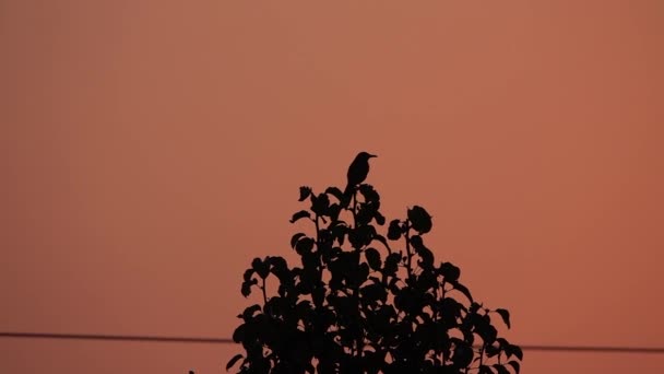 Silueta Árbol Sobre Fondo Oscuro — Vídeos de Stock