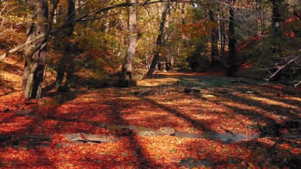 Beautiful Autumn Forest Stream — стоковое видео