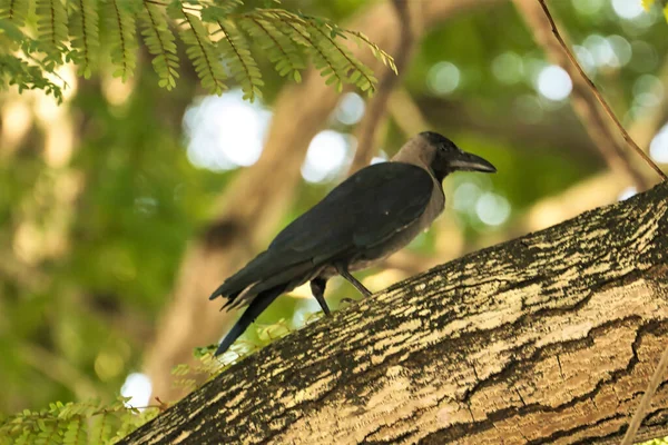 Spotted Crow Perching Tree Trunk Blurred Background — Zdjęcie stockowe