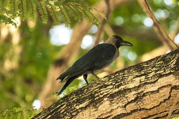 Cuervo Manchado Posado Sobre Tronco Árbol Sobre Fondo Borroso —  Fotos de Stock