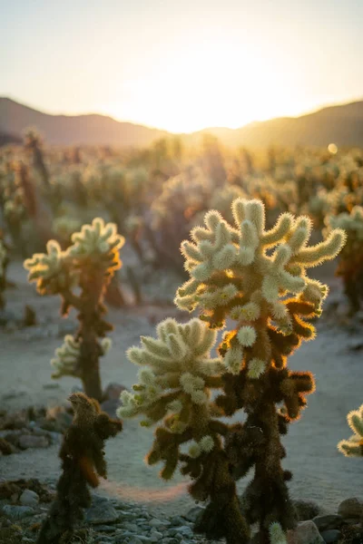 Scenic Sunset Beautiful Natural Cactus Garden Joshua Tree National Park — стоковое фото