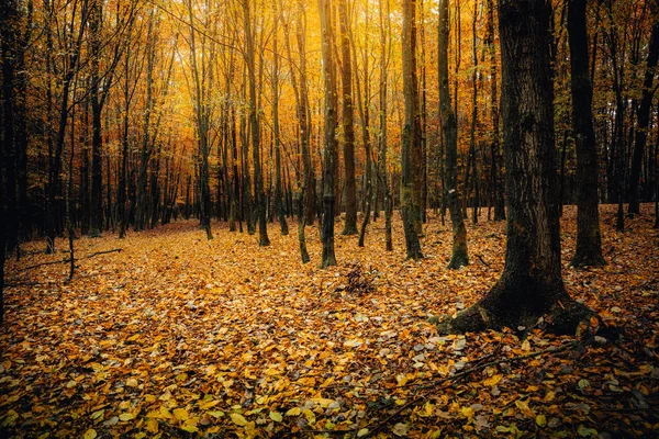 바이에른 삼림의 오렌지 가을의 아름다운 — 스톡 사진