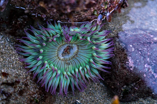 Closeup Purple Turquoise Sea Anemone Shore Pinnacle Gulch Beach Bodega — Fotografia de Stock