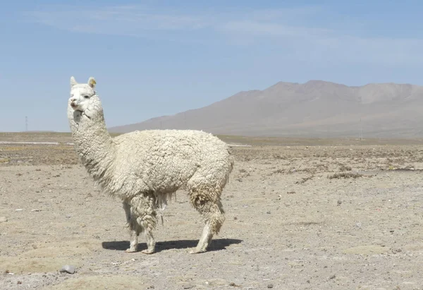Beautiful Shot Alpaca Atacama Desert — Stock Photo, Image