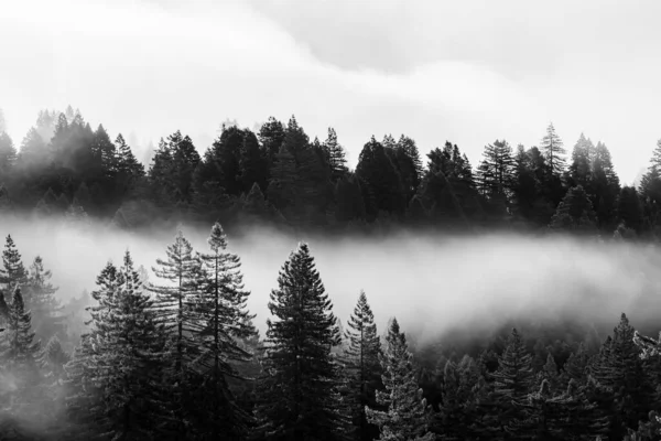 Gorgeous View Thick Dark Forest Gloomy Sky Dense Fog Valley — Foto Stock