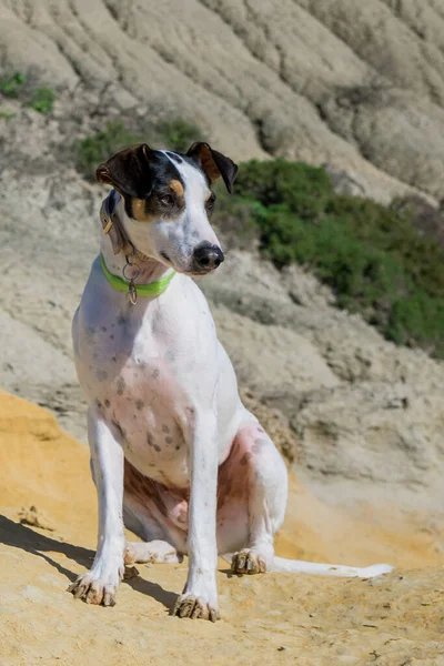 Taş Dağın Arka Planında Sevimli Bir Köpek — Stok fotoğraf