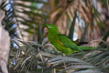 wild white-eyed parakeet or white-eyed conure (Psittacara leucophthalmus) in a palm tree in Buenos Aires clipart