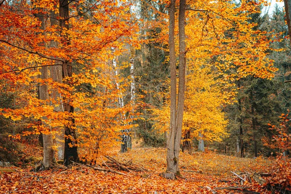 Eine Wunderschöne Landschaft Herbstlicher Natur Mit Abgefallenem Und Orangefarbenem Laub — Stockfoto